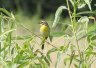 Common Yellowthroat (female) - Photo by Doug Kimball
